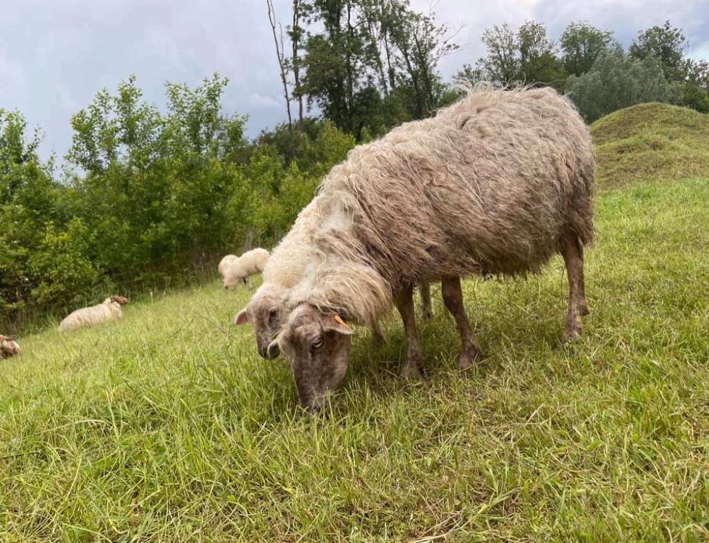 Schapen in een weide