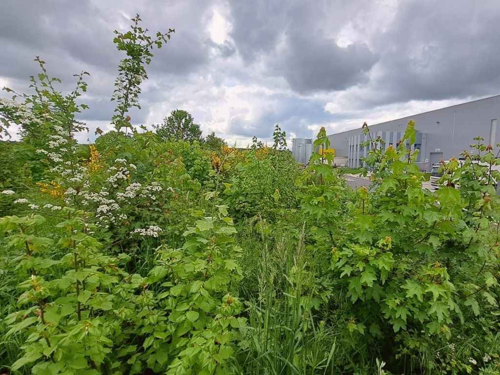 Kantoorbos als ontmoetingsplaats