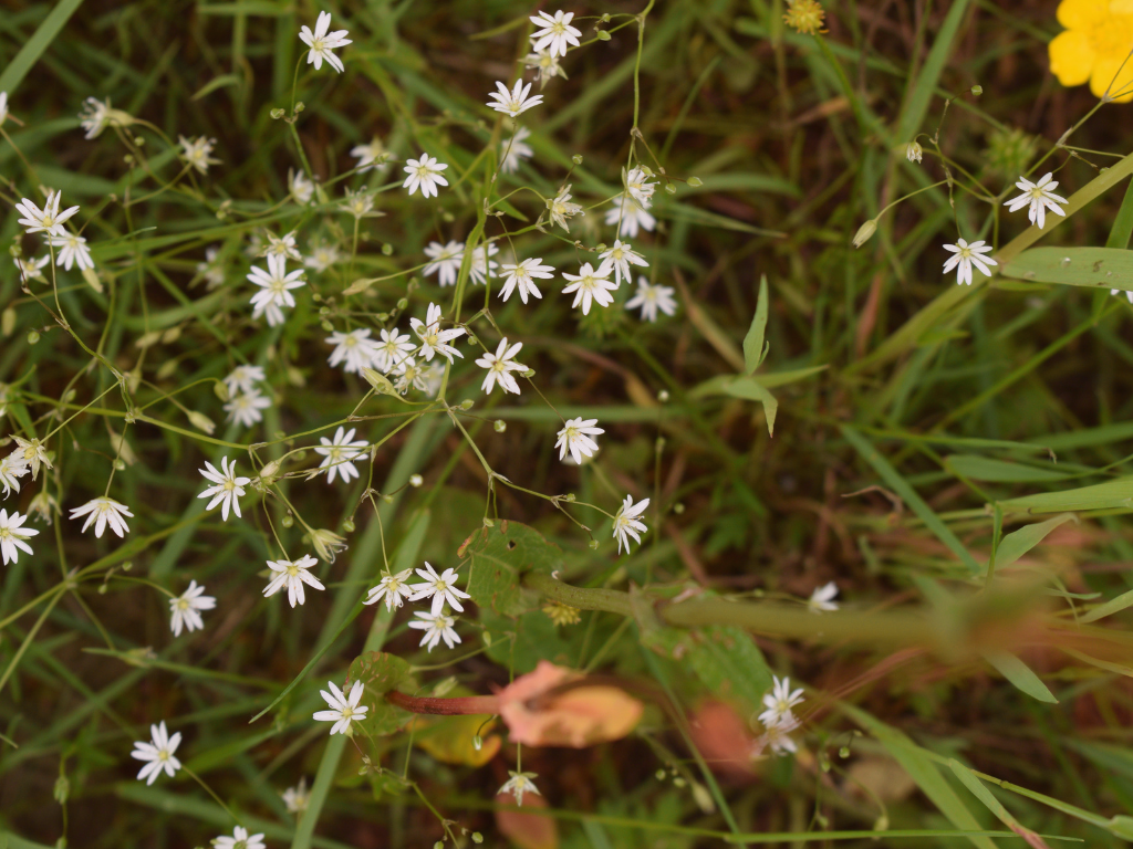 Kleine witte muurbloemen